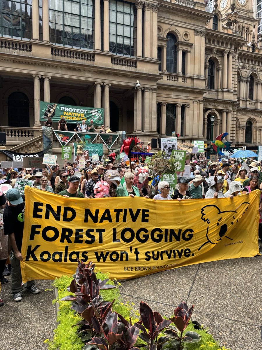knitnannasSYD's tweet image. Sydney’s Knitting Nannas turning up to end native forest logging at forests Rally at Sydney Town Hall Sunday November 3.

Our forest climate “sinks” are under threat and Nannas and friends want to save vital habitat for koalas greater glider and our precious threatened species.