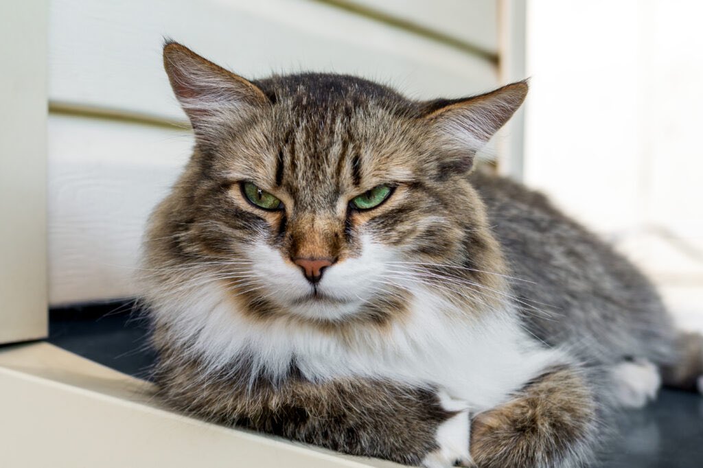 GeneralCattis's tweet photo. “A journey of a thousand miles begins with a single grouchy step when your human is shaking the treat bag in the kitchen and you’re napping in the bedroom.”
Even though the road is long, never stop moving forward. (Unless it interferes with your nap schedule, of course)
#CatZen #CatsOfTwitter