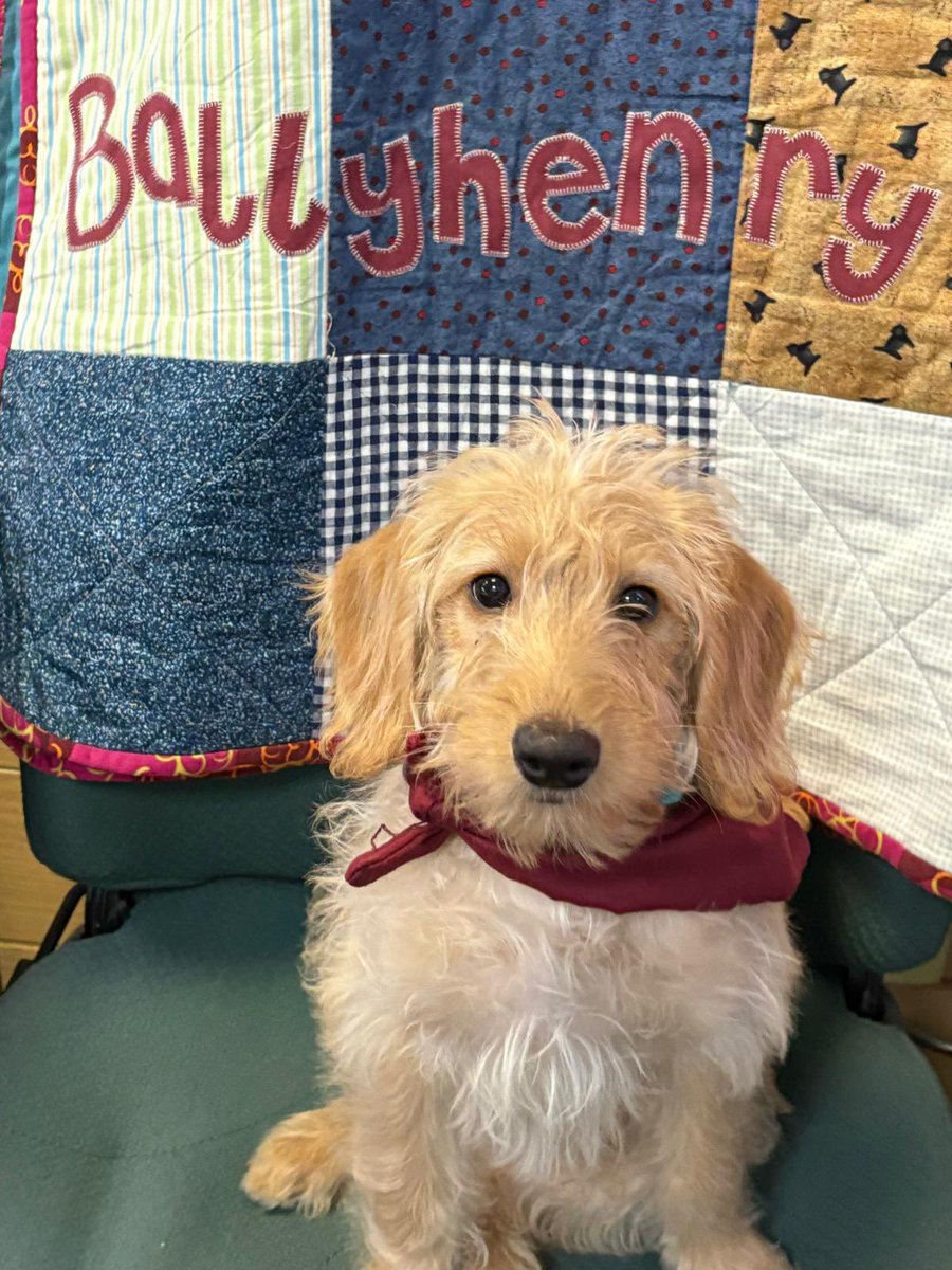 BallyhenryPS's tweet photo. Introducing….

RUPERT!

We are very excited to have Rupert as part of the Ballyhenry Family and we can’t wait for you all to meet him! 🐾♥️ https://t.co/ec2I1gdBXB