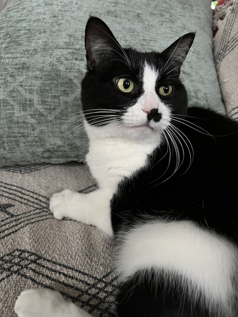 Me and Gizmo watching replays of Saturday college football