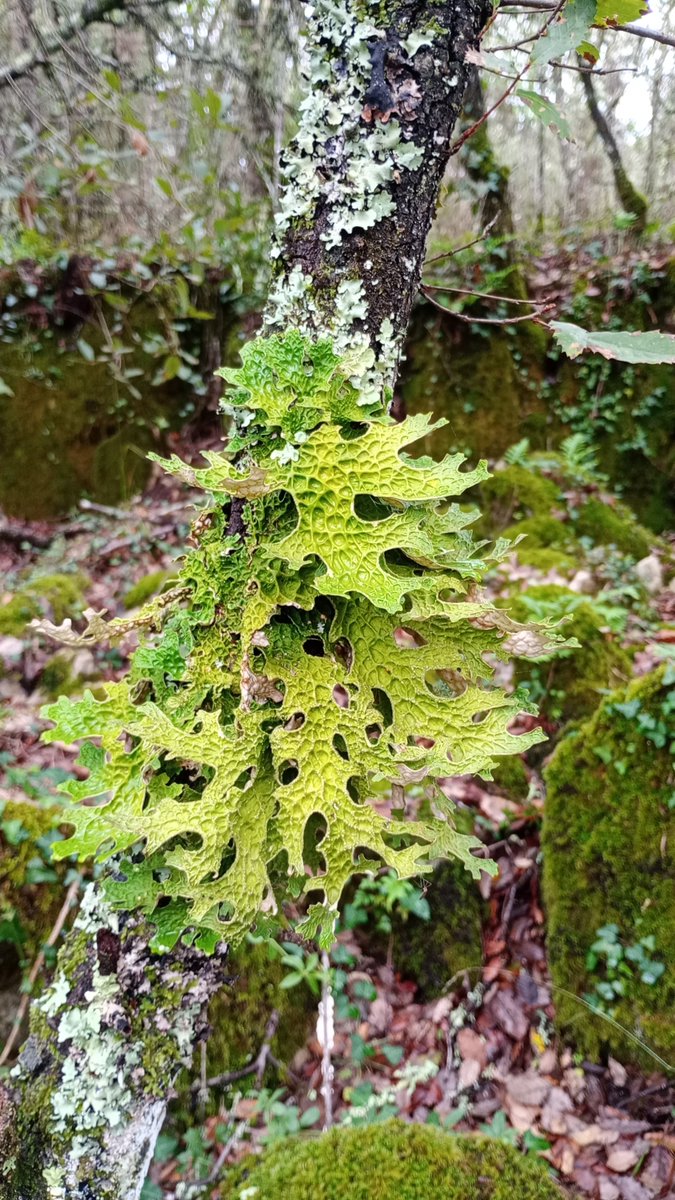 Observação da Semana 🔎 #CitizenScience <a href="/inaturalist/">iNaturalist</a>
Pulmonária (espécie Lobaria pulmonaria), observado em Ansião por darylle.

Mais detalhes aqui 👇
biodiversity4all.org/observations/2…