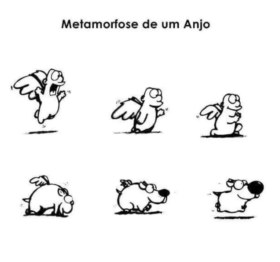 BichinhosFB's tweet image. São anjinhos ❤️