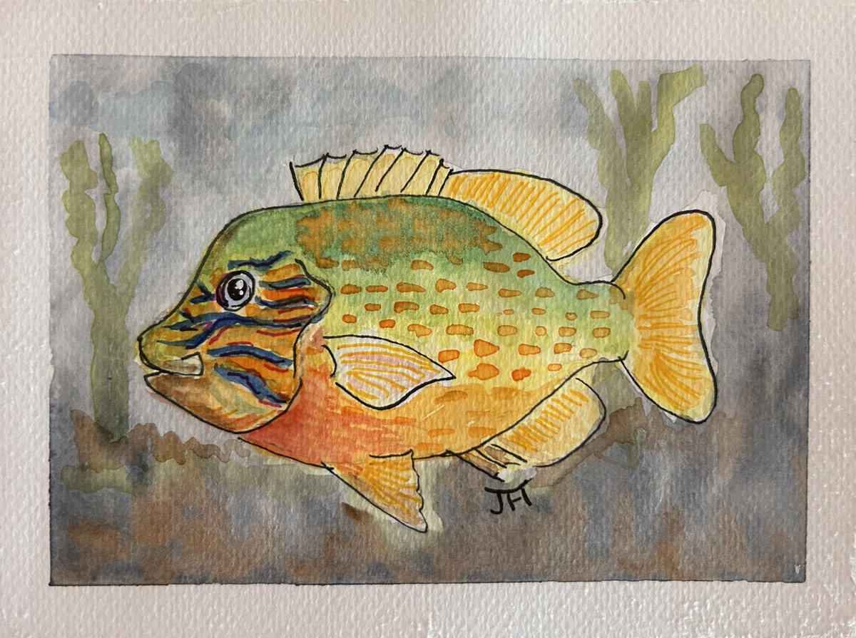A Pumpkinseed (more or less from memory) for this Halloween-adjacent #SundayFishSketch
