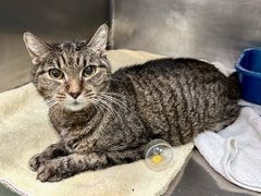 One more plea for "Spunky" before killing day!
This grandma cat at NYC ACC must get away!
Yes, diabetic but easy to treat
&amp; go to the link to arrange a meet!
Pledges too will save this doll
so let's give this girl our all!
Tag <a href="/sachikoko/">Renee' Martin</a> with pledges! 🙏
LAST CALL!