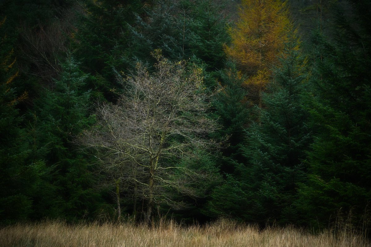 David Rippin🏔🌳📷🧗‍♂️🚴‍♂️🇪🇺 tweet media