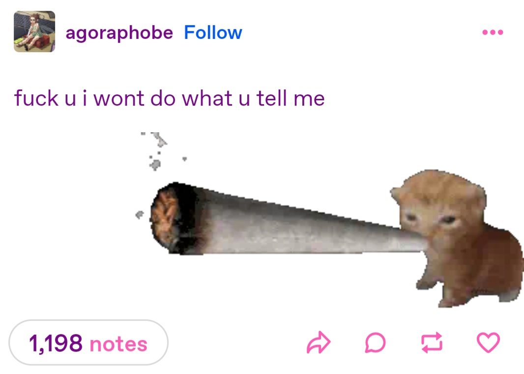 (o'ᴗ'o) tweet media