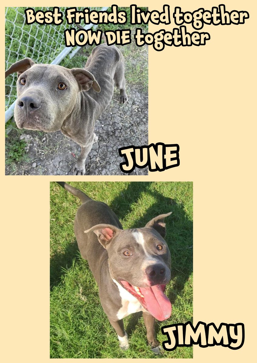RoCoGB's tweet photo. What would you do if you lost your BFF💔😭
🆘JIMMY #A372876
🆘JUNE #A372875
6yo Pitties lived together
NOW DIE together
☠️🔥2morrow 11/4🔥☠️
Plz ADOPT/RESCUE
Pledge4Rescue
JUNE’s very underweight
Shelter HAVEN’T the heart 2 kennel TOGETHER💔
They can’t EVEN comfort each other😭😭
CorpusChristi AC TEXAS