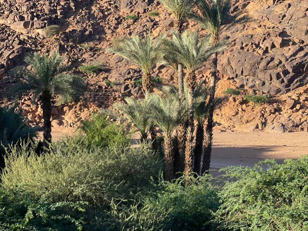 Oasis_de_Timia's tweet photo. Excellent début de semaine à tous !
#visitniger🇳🇪
#visitTimia🌴⛰️🏜 https://t.co/1SeefCzsOl