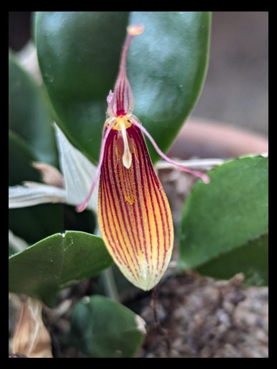 Kirara_9876's tweet photo. #Restrepia
#レストレピア
Restrepia.filamentosa(レストレピア.フィラメントーサ)が咲いてくれてます。
ユニークな花で、気に入ってます。
自分は「妖精おじさん」って呼んでます。
よく見ると、中央にかぎ鼻につぶらな瞳、左右にうねって伸びる眉に上へは髪、下は髭に見えちゃってます(笑) https://t.co/Z19Mnb3W1k