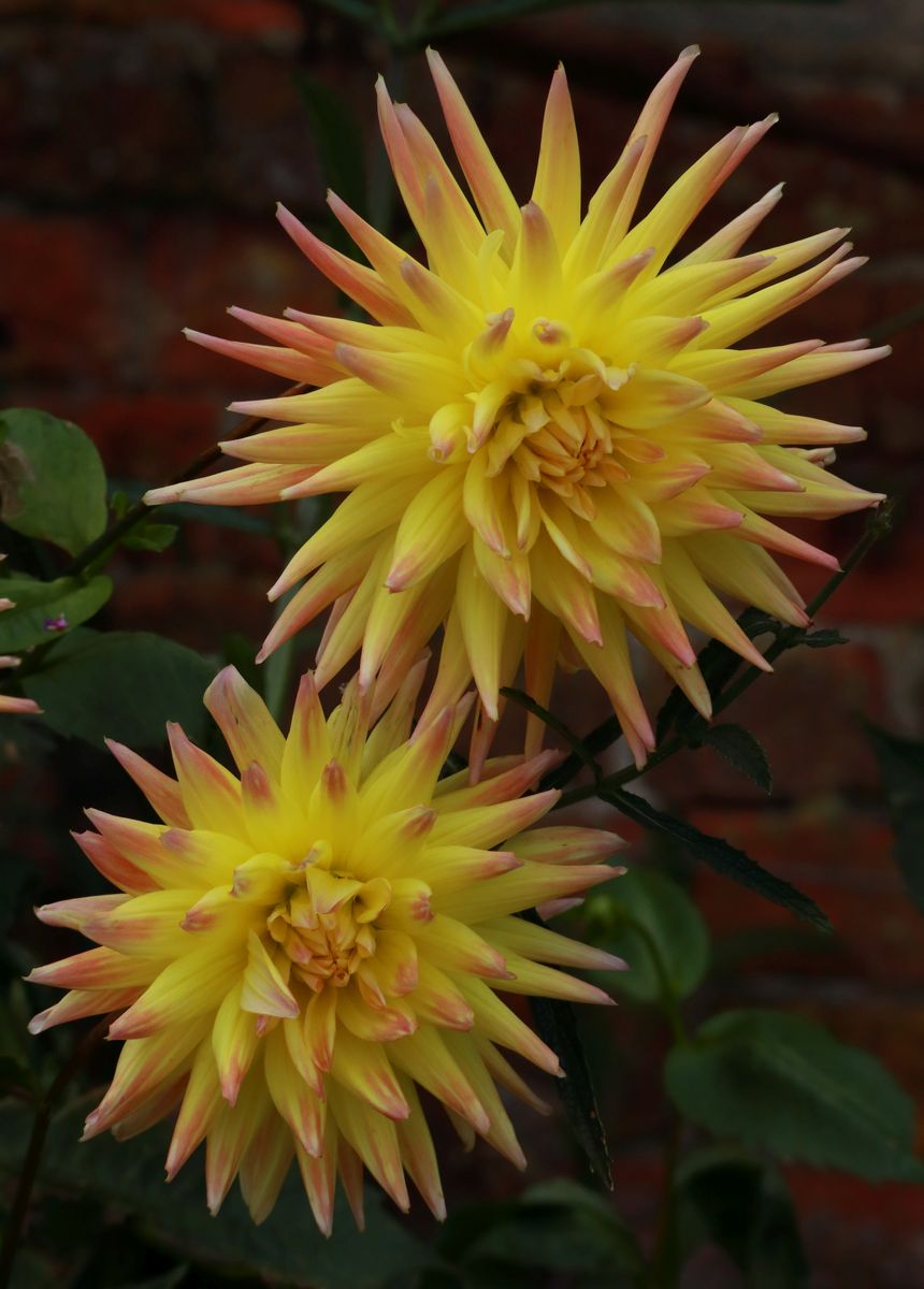 #LakeDistrictDiary day 0 part 2
Wonderful dahlias still in full bloom <a href="/SizerghCastleNT/">NT Sizergh</a>