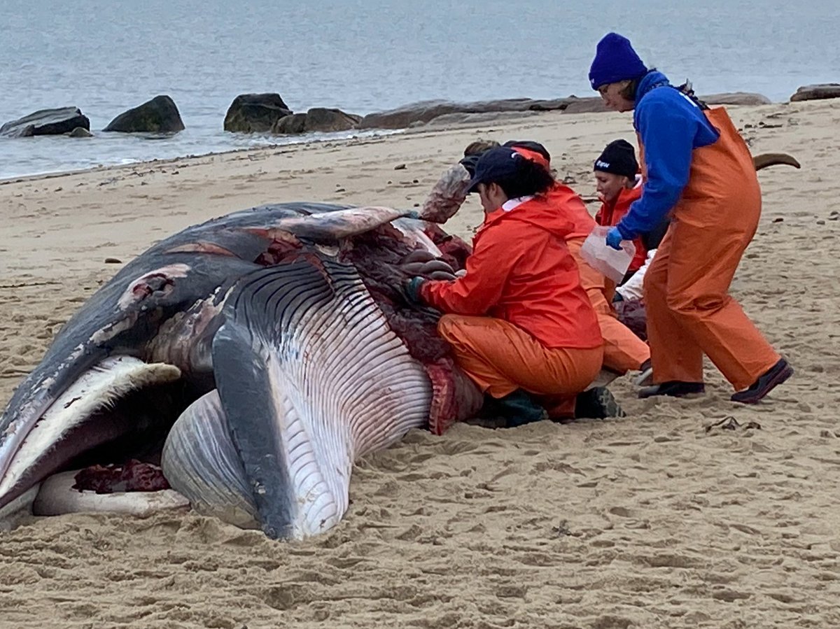 saveLBIorg's tweet photo. WHALE HARM ACKNOWLEDGED: Federal agencies admit offshore wind noise has “unavoidable adverse impacts” on whales and marine life. When will enough be enough? #SaveOurWhales #StopOffshoreWind https://t.co/ZDLLfYCRzE https://t.co/1JJibChRdz