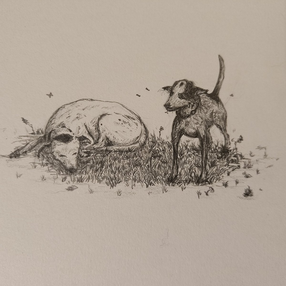 wi3erek's tweet photo. It's my first time drawing dogs :) 🦮

#art #drawing #pencil #dogs https://t.co/eg3OY6SPWx