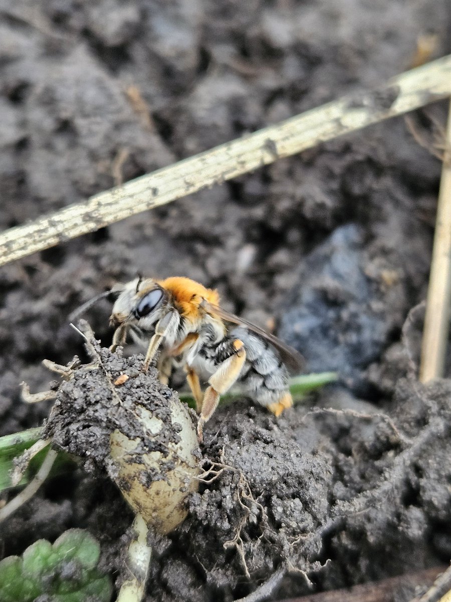 FabusovaM's tweet photo. Gorgeous early mining bee found today whilst gardening- it shuffled away to find a new winter home! https://t.co/5VPhv5gjxo