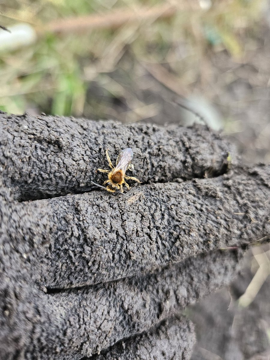 FabusovaM's tweet photo. Gorgeous early mining bee found today whilst gardening- it shuffled away to find a new winter home! https://t.co/5VPhv5gjxo