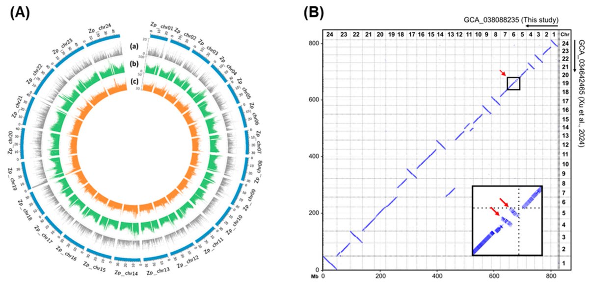 DiversityMDPI's tweet image. 🧬#ReadAlert

🐟Annotation and Characterization of the Zacco platypus Genome

📊by Nam et al
Article Views 442
#ZaccoPlatypus #GenomeAnnotation #FishGenomics #MolecularBiology #Biodiversity #GeneticResearch #AquaticScience #EvolutionaryGenomics 

✨mdpi.com/1424-2818/16/9…