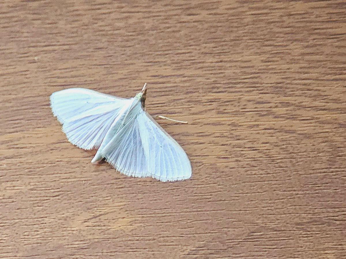 The Shropshire skies were busy with migrants last night, not only tiny ones from a long way south, but a #salopobs #nocmig record 260 Redwing calls and a flock of Pinks (which brought the yearlist to 124) ebird.org/checklist/S201…