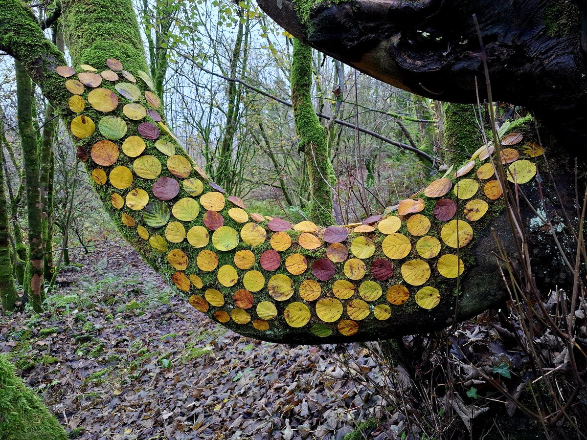 TimPughArtist's tweet photo. Hazel Drops/Deilen Cyll. Cut Hazel leaves. Yeathouse Station Platform. Cumberland #deilen #cyll #hazel #leaves #hydref #autumn #naturalmaterials #temporary #lliwiaeth #lliw https://t.co/9rR2Um231N