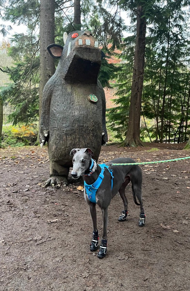 JetsterBoi's tweet photo. The Hoos took me to Hamsterley Forest @ForestryEngland to escape the SkyBombs. I sawed @TheRealGruffalo, said hello to Mr. Fox and had a photo with Gromit. Mam gotted me a snood as I'm very scared of the bangs. I hope they stop soon! Stay safe pals!
😢🎇❌️🤬🐾
#ForestWalkies https://t.co/Jbieqoekwi