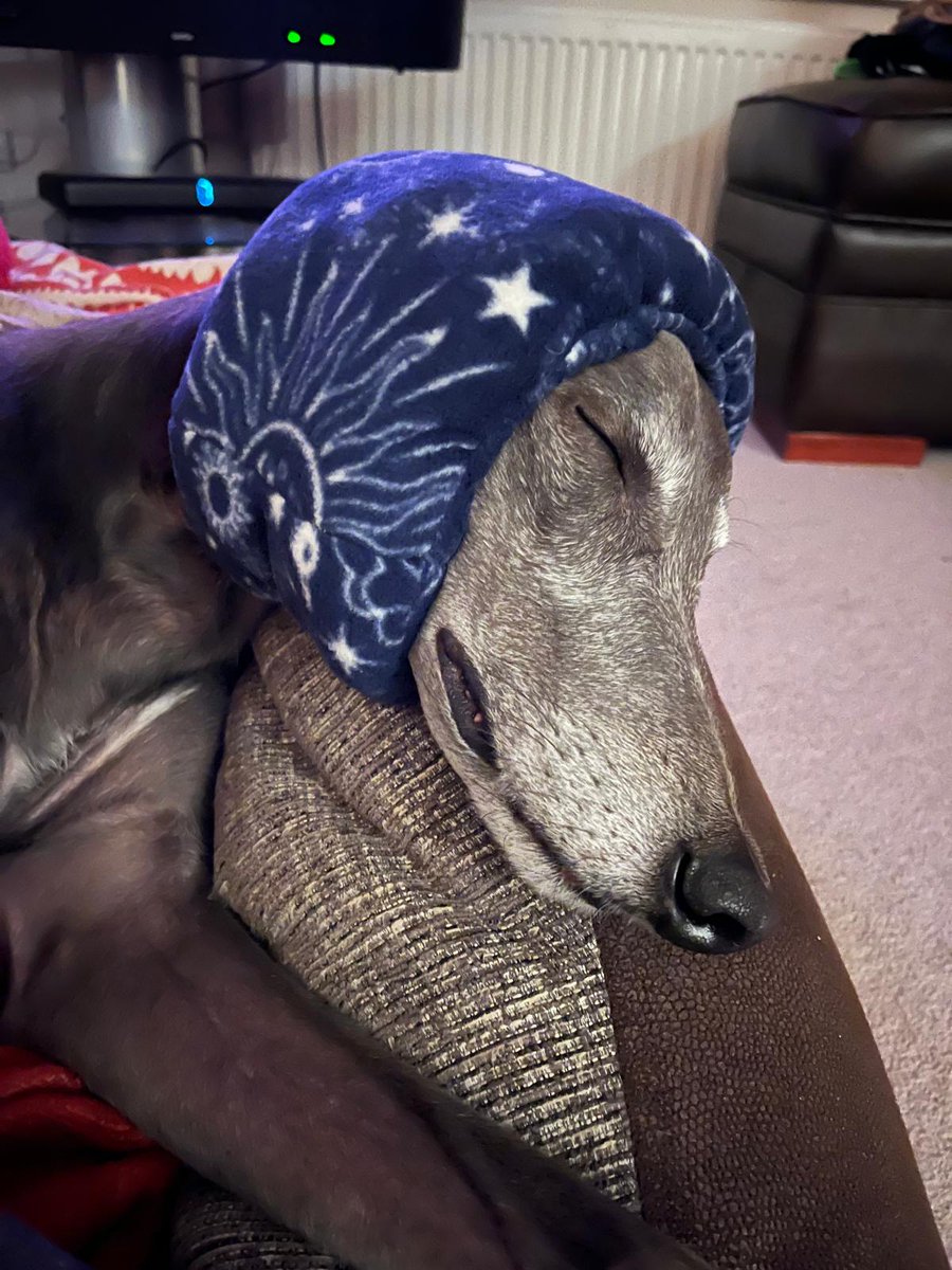 JetsterBoi's tweet photo. The Hoos took me to Hamsterley Forest @ForestryEngland to escape the SkyBombs. I sawed @TheRealGruffalo, said hello to Mr. Fox and had a photo with Gromit. Mam gotted me a snood as I'm very scared of the bangs. I hope they stop soon! Stay safe pals!
😢🎇❌️🤬🐾
#ForestWalkies https://t.co/Jbieqoekwi