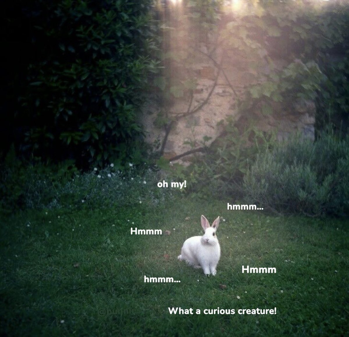 Bunnies's tweet photo. https://t.co/JxyIKa4hF8
