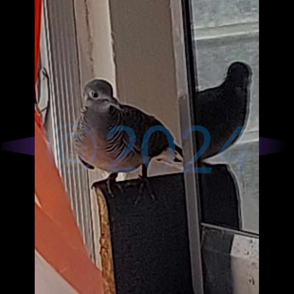 ThothK's tweet photo. #2024
▫️▪▫️▪️▫️▪️▪▪️▫️▪️▫️▪

"Stressed Observer"
I announce myself when  I think they are in the kitchen but the young ones still freak out. A few just sit and watch. https://t.co/uzDeUS7d9V