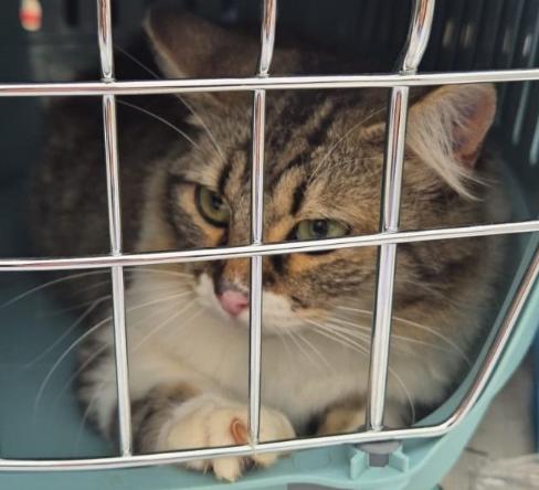 AdriFonter's tweet photo. Bueno, pues Laura y yo llevamos un par de dias haciendo de voluntarios en un centro de acogida de animalitos en Valencia 

Y en cuanto me pusieron en la mesa el transportin con esta chiquitina fue amor a primera vista

Así que nada, os presento a Ronnie, nuestra gatita acogida https://t.co/rd96GXJOBs
