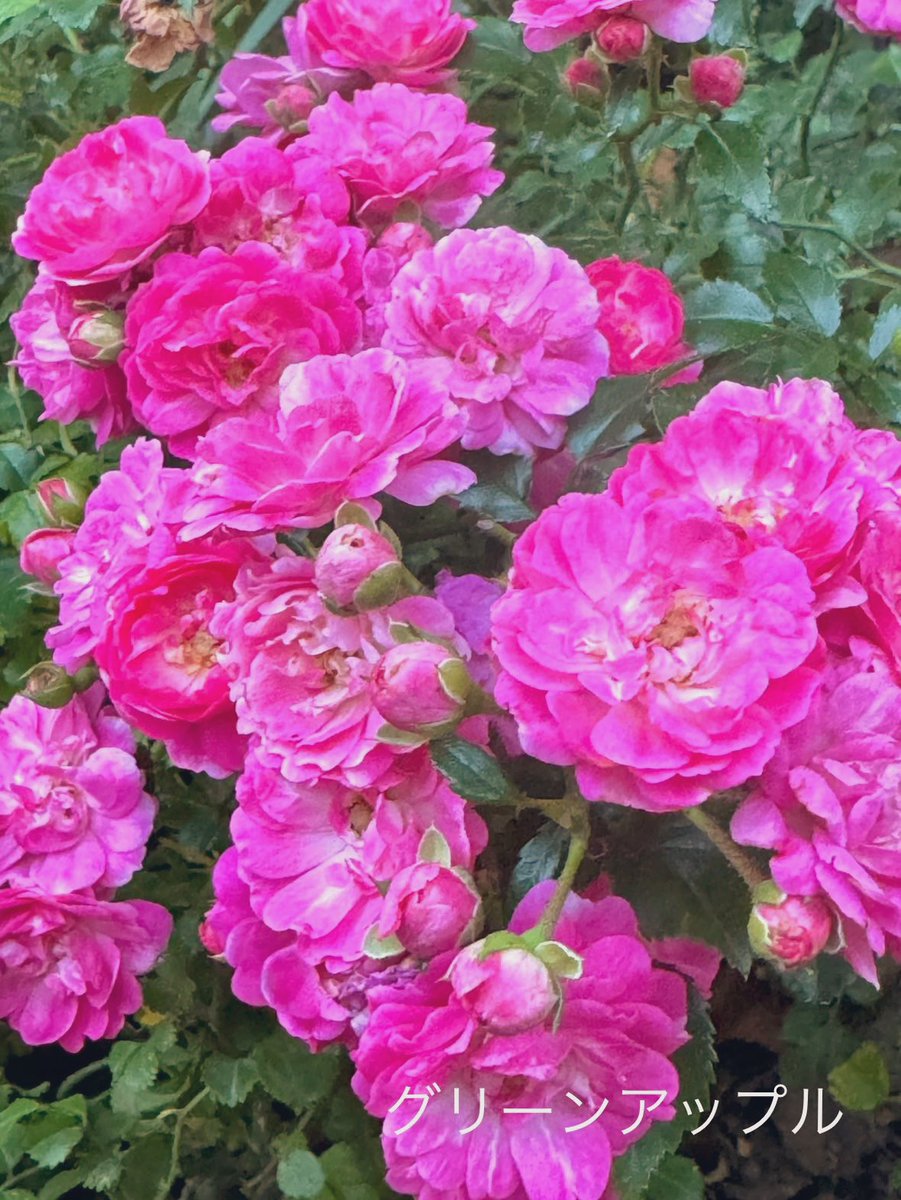 mfaf9998's tweet photo. おはようございます.｡.:*☆

薔薇の香り｡. ꕤ ꕤ ༚･*
あなたの心をリラックス.｡.ෆ .｡.

幸せ溢れる日にな〜れଘ(੭*ˊᵕˋ)੭* ੈ♡‧₊˚

優しい繋がりありがとうございますꕤ

#ミニ薔薇
#ガーデニング
#TLを花でいっぱいにしよう 
#大切な人 https://t.co/txvAq0ahVL