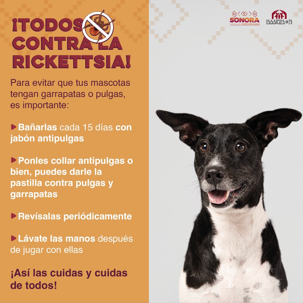 IssstesonGob's tweet photo. ℹ️ La higiene correcta de tus mascotas 🐕‍🦺🐈 evitará que tengan pulgas y garrapatas, fortaleciendo de esta manera la lucha contra la rickettsia.

Infórmate, ¡cuida a tus mascotas y cuida a tu familia! ✅ https://t.co/vCHUbByL2i