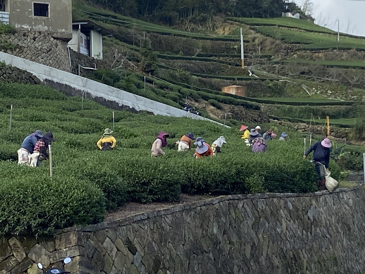 world63wanderer's tweet photo. 今回は初めて台湾 阿里山へ。嘉義駅からバスで。一番の目的は高山茶と綺麗な景色。期待を裏切らない綺麗な景色と美味しいお茶。茶葉農家がたくさん並んでいて、試飲をさせてくれます。茶葉を購入しました。 #台湾 #阿里山 https://t.co/k5HvJUan22