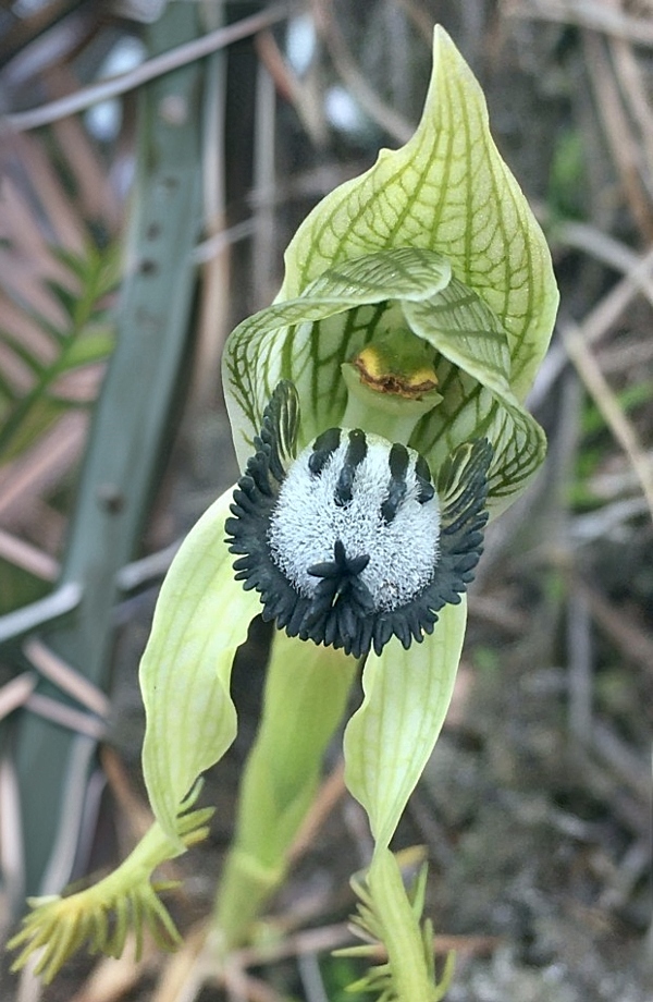 Ronnie Kubin tweet media