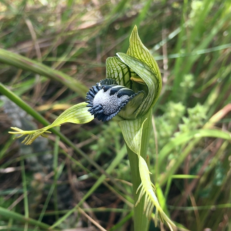 Ronnie Kubin tweet media