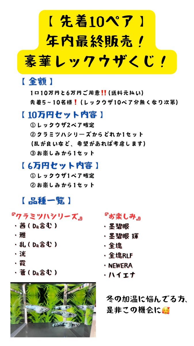 medakayaro's tweet photo. 【✨数量限定‼️レックウザ確定くじ‼️✨】
開催します！！
10ペアが無くなり次第終了とし、次回は来年春頃を予定してます😌
冬の加温飼育の楽しみに！
是非皆様からのDMお待ちしております！
※これまでにめだか野郎からお迎えしたことがある方は1匹おまけします🥰（←みんなにするかもです笑） https://t.co/FXzYwp1bhR