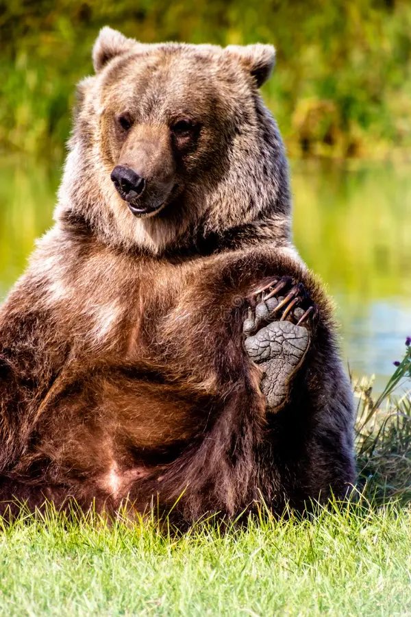 🐻 Bear 🌼 (@bearposting) on Twitter photo 