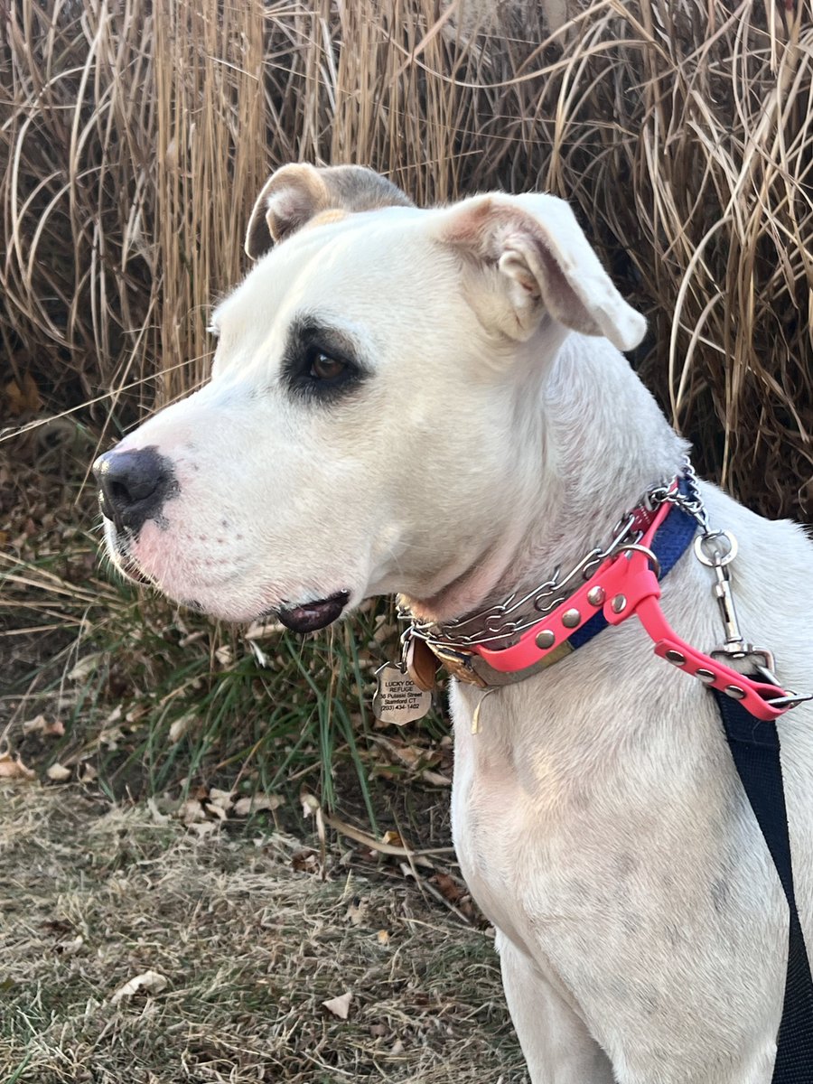 editkephoto's tweet photo. Adorned by the late afternoon light, but Bryce would appreciate a loving home too 💕🐾
She is available for adoption at Lucky Dog Refuge in Stamford #conecticut
#AdoptDontShop #volunteer https://t.co/FVVVVYsfC2