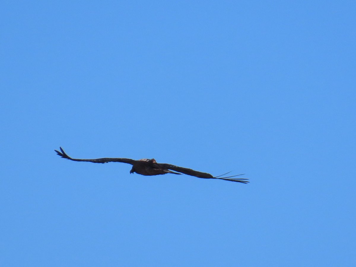 Carreteroo0's tweet photo. Este sábado pudimos disfrutar del quebrantahuesos (Gypaetus barbatus) a las faldas del veleta, además los dos individuos que vimos iban marcados con GPS!! https://t.co/OJEDTCArVG