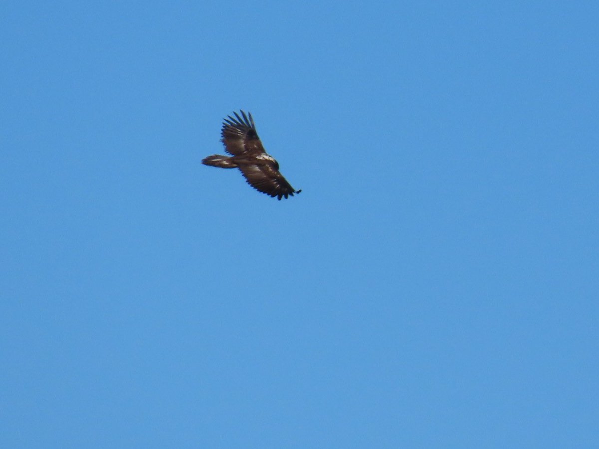 Carreteroo0's tweet photo. Este sábado pudimos disfrutar del quebrantahuesos (Gypaetus barbatus) a las faldas del veleta, además los dos individuos que vimos iban marcados con GPS!! https://t.co/OJEDTCArVG