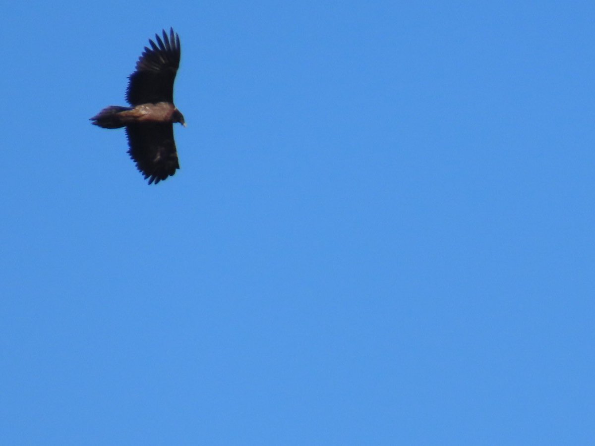 Carreteroo0's tweet photo. Este sábado pudimos disfrutar del quebrantahuesos (Gypaetus barbatus) a las faldas del veleta, además los dos individuos que vimos iban marcados con GPS!! https://t.co/OJEDTCArVG