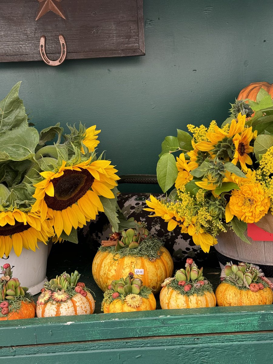 kimpuccino's tweet photo. pumpkin patch 🎃🧡 https://t.co/30DF1yx6VH