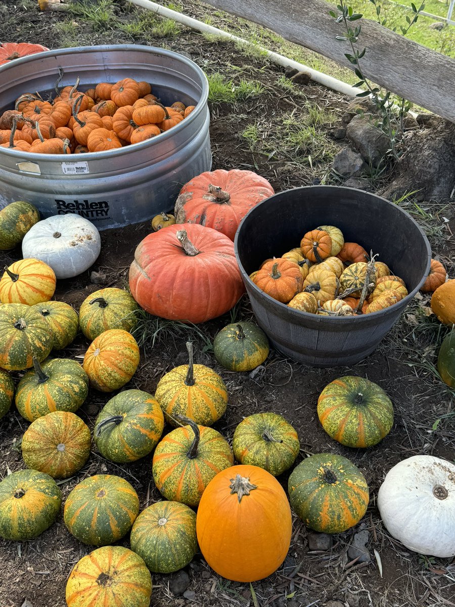 kimpuccino's tweet photo. pumpkin patch 🎃🧡 https://t.co/30DF1yx6VH