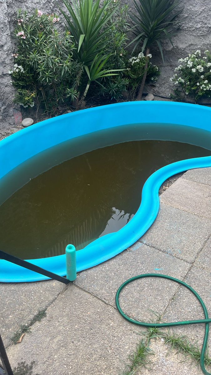 worldontour's tweet photo. Hola @aguas_andinas miren cómo me dejo la piscina recién limpia y pintada. Hace un rato el agua salió así de turbia en La Florida. @MuniLaFlorida https://t.co/CQzSv1KrKX