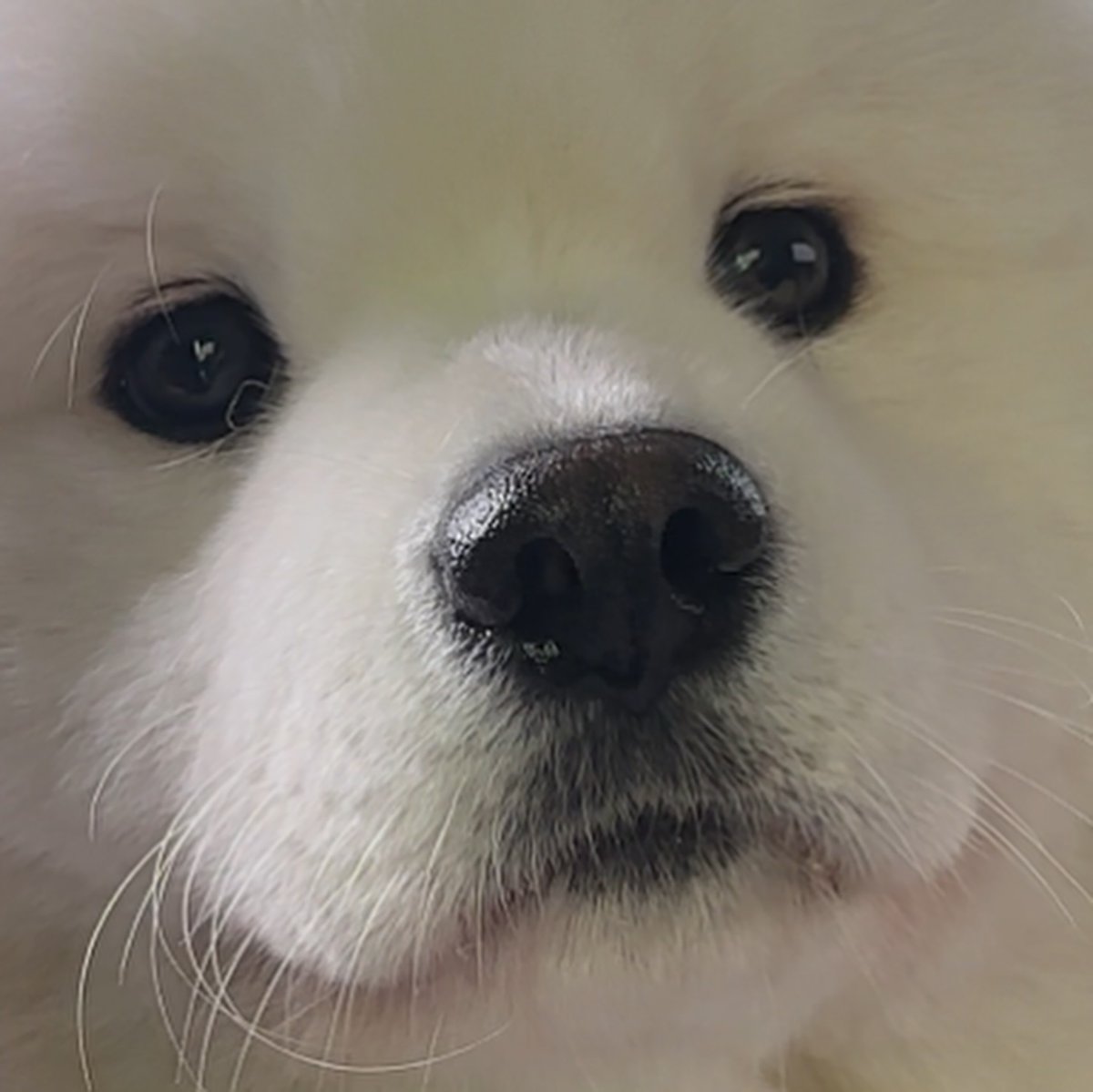 dogs so cute that could save the world tweet media