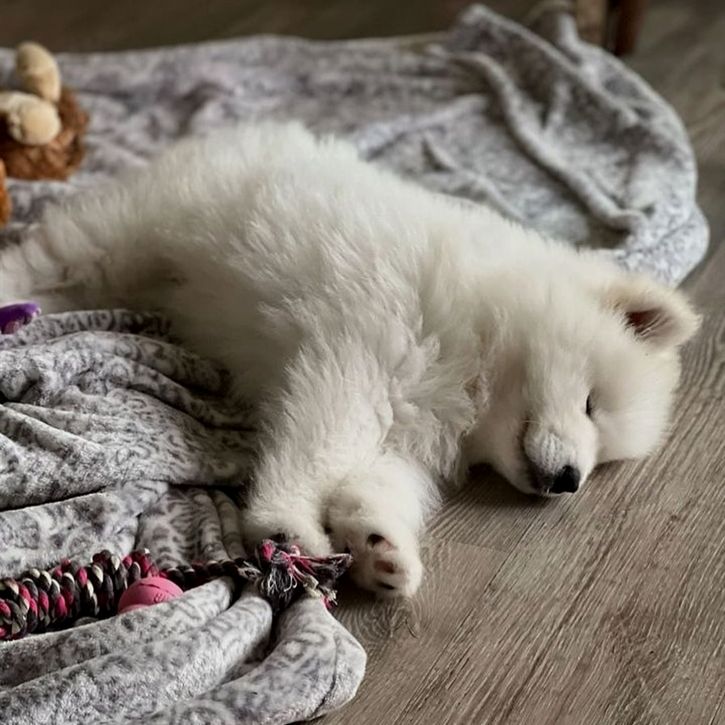dogssaveworld's tweet photo. Sleeping on the blanket with toy nearby 😴🐶 https://t.co/3anwZCzlUb