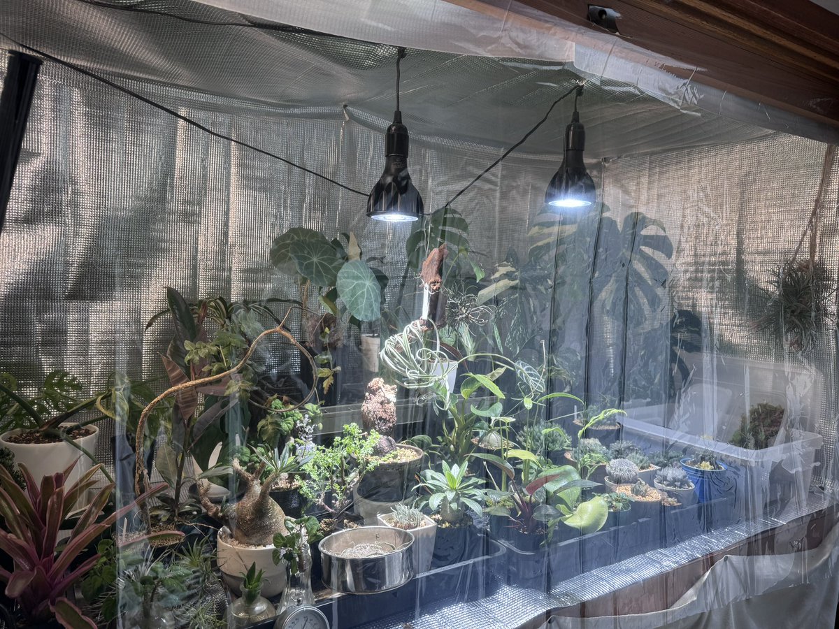 本日の植物コーナー！
冬支度をしています！
温室バージョンに改装中👷
ここからどう加温していくか、、、