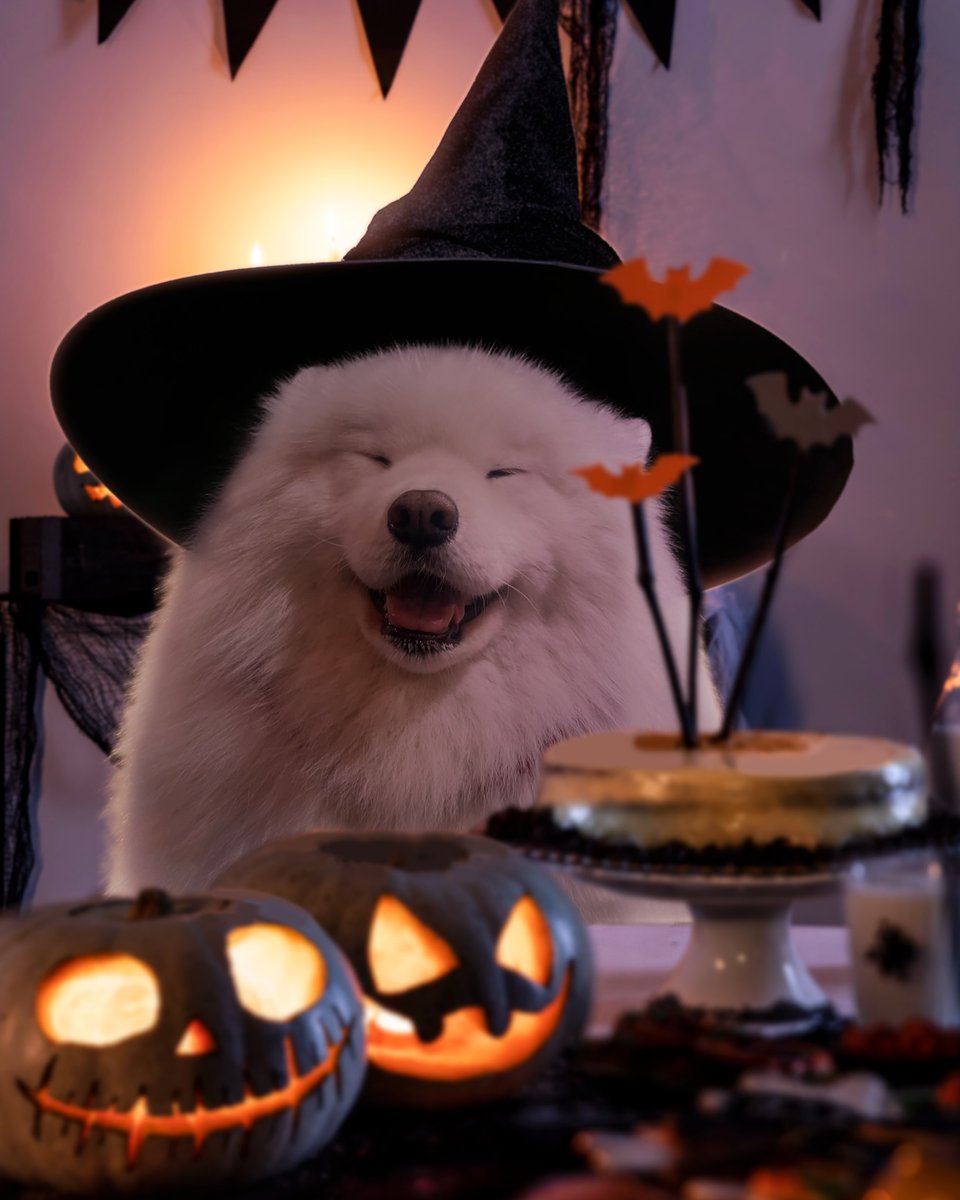 dogssaveworld's tweet photo. https://t.co/PlTkgUJyBI