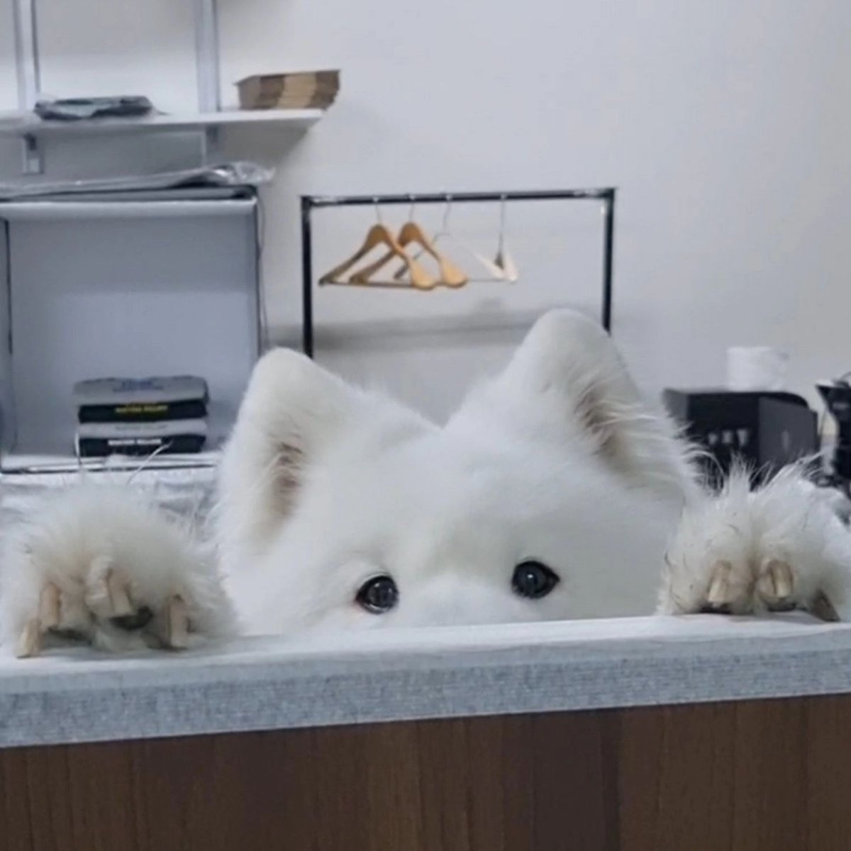 dogs so cute that could save the world (@dogssaveworld) on Twitter photo 