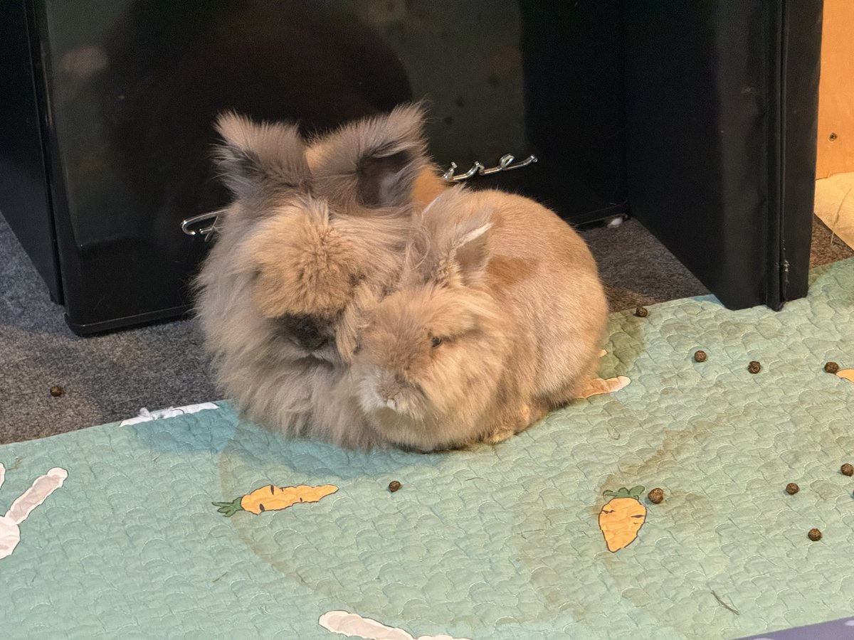 2buns #bunnylife