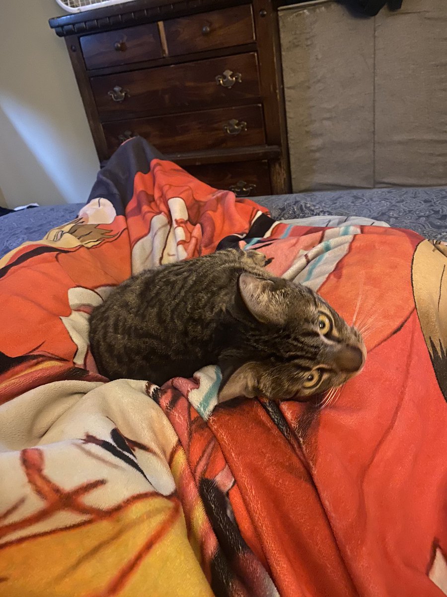 My boy saw me flop horizontal for a second and immediately swooped up into my lap, so I’m really not getting anywhere anytime soon