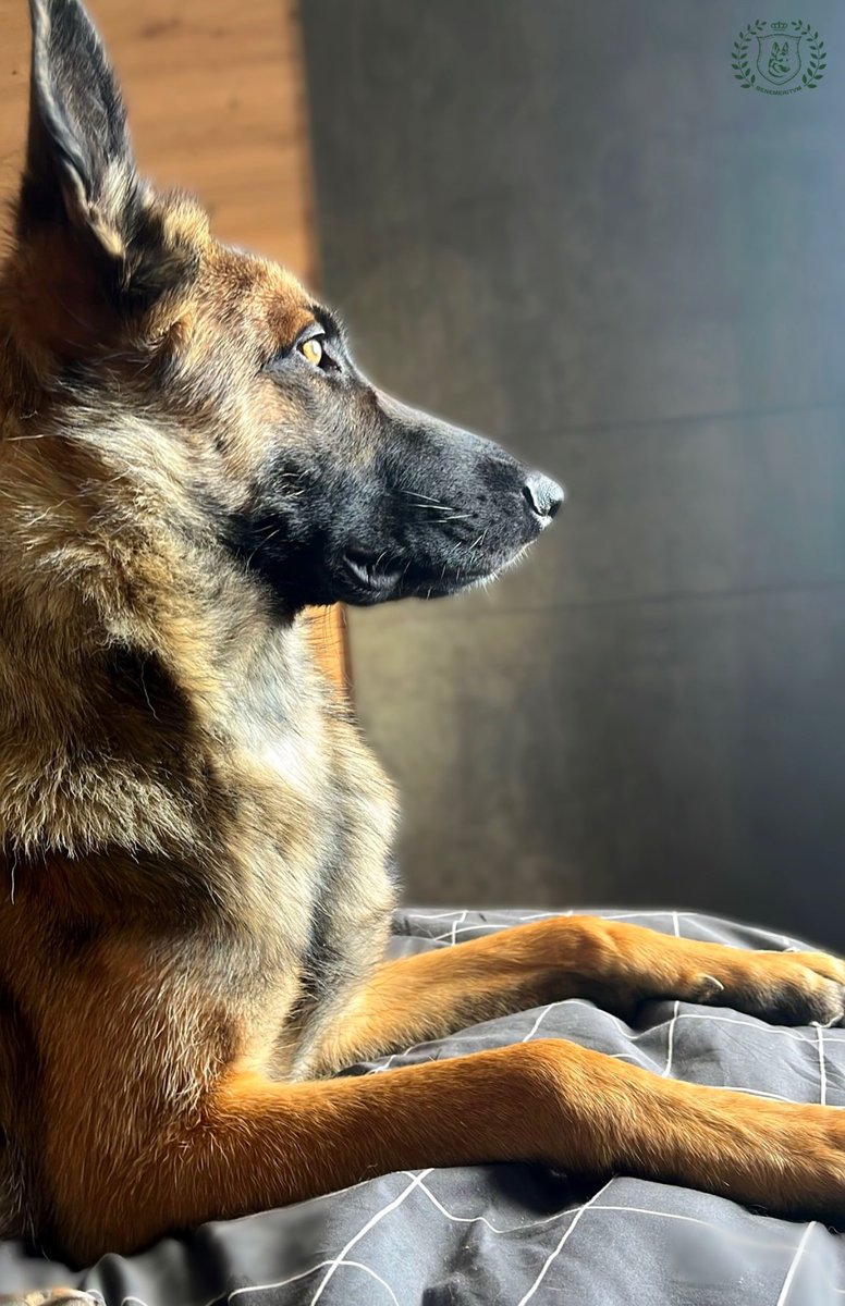 Estamos con vosotros. Nuestra enorme gratitud a todos los compañeros desplegados que trabajan sin descanso para llevar un rayito de luz a todas las personas afectadas por esta terrible tragedia. En toda fe hay esperanza. 𐦐 #Valencia #Dana #GuardiaCivil #FuerzasArmadas #UME