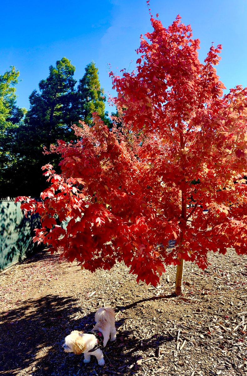 HarriganCath's tweet photo. So I went looking for fall foliage with Charlee and we found it just above our heads! ๐๐
The colors are not as vibrant as last year but weโll take it.
#SundaySharing #Foliage #Autumn #ThePhotoHour #AlphabetChallenge #WeekRforRed https://t.co/etArD5Vksj