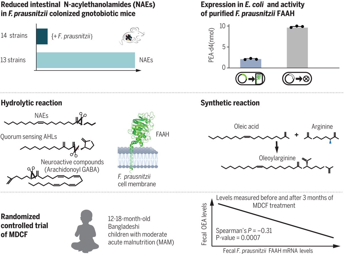 SciencNews's tweet image. Beneficial gut microbe has surprising metabolic capabilities. @ScienceMagazine #GUT #microbe #Science #Biology #Nutrition 

Read more
science.org/doi/10.1126/sc…